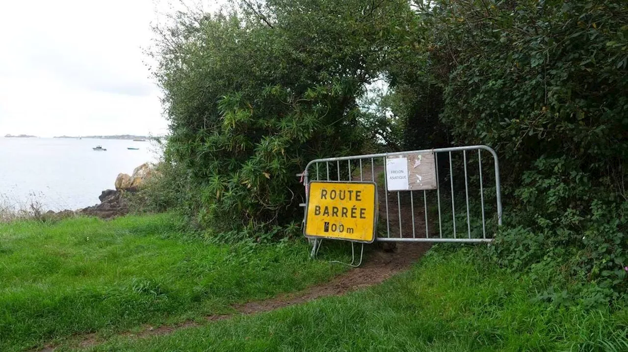 Le frelon asiatique semble en recul à Paimpol mais la Ville reste en éveil