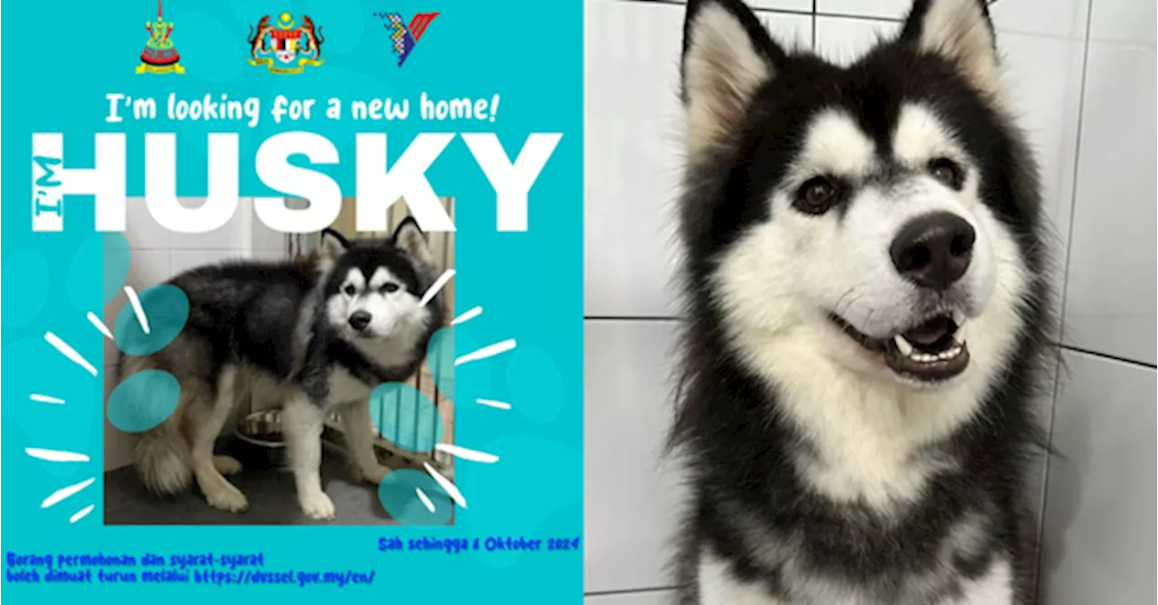 Veterinary Services Department Puts Husky Abused By National Shuttler Up For Adoption