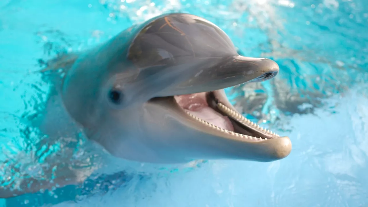 Dolphins’ open-mouth behaviors during play are like smiles, a study claims