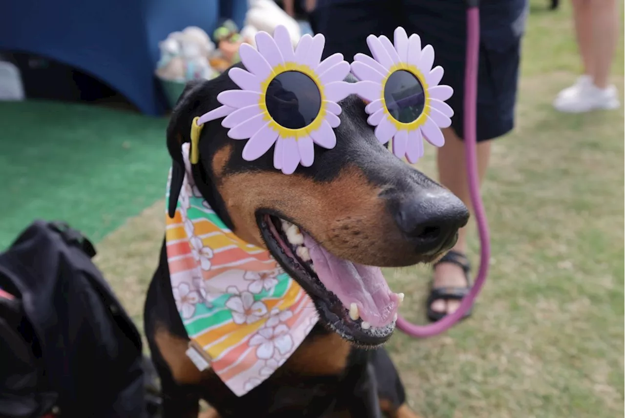 Community events in San Diego County: From Harvest Fest to Day of the Dog festival