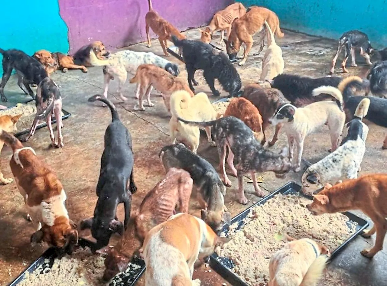 MBJB to neuter 1,000 stray dogs