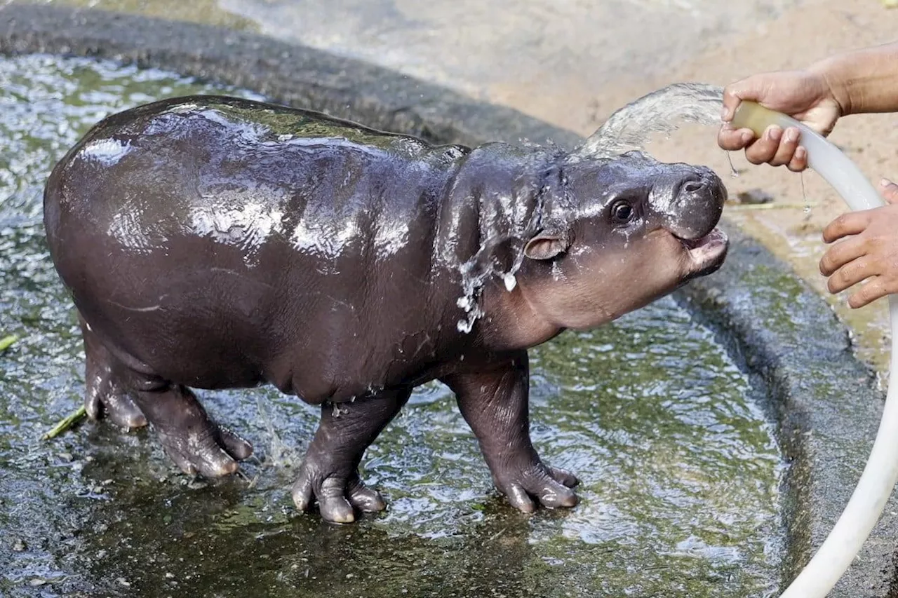 Thailand zoo defends viral baby hippo Moo Deng against Peta’s captivity claims