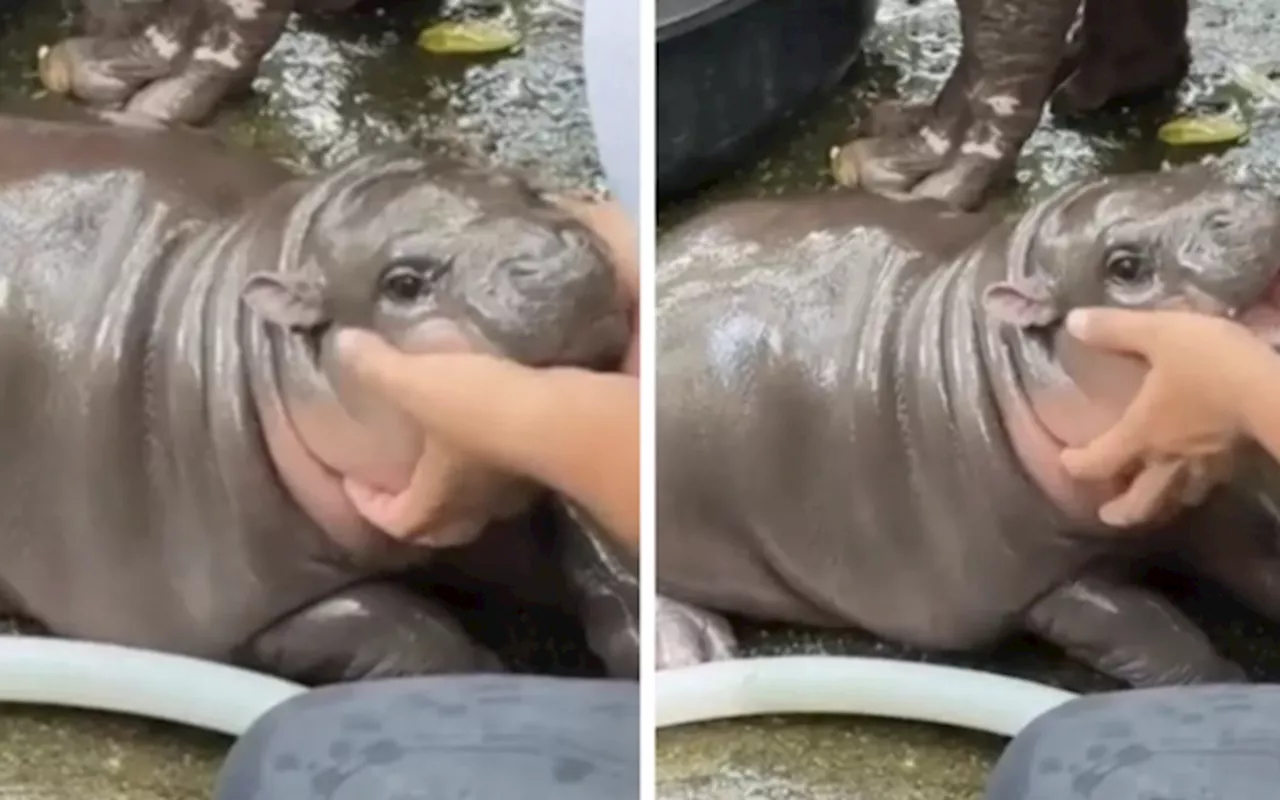 EYNTK About The Internet's Favourite Pygmy Hippo, Moo Deng