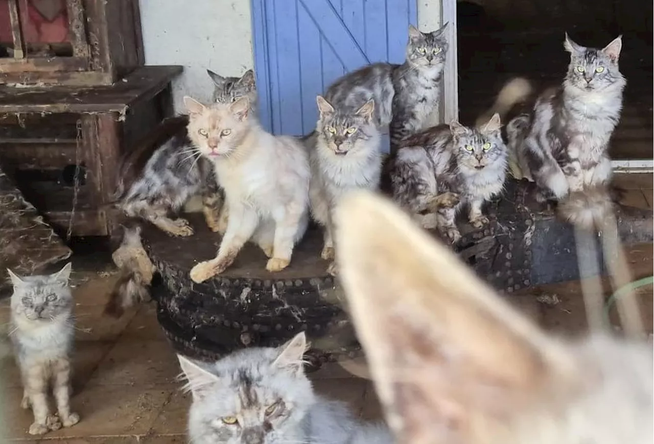 En Gironde, 16 chats maine coon « émaciés, affamés » saisis et confiés à une association de protection