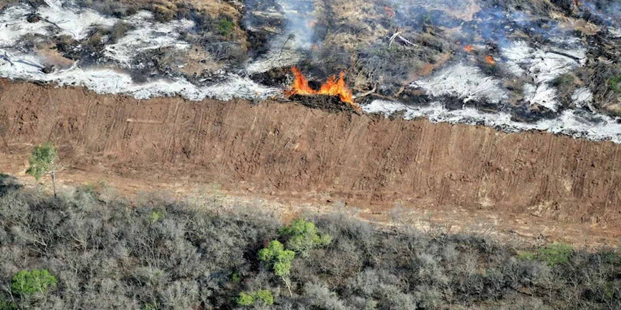 Rückzieher beim Schutz des Regenwaldes: Waldvernichtung für die EU