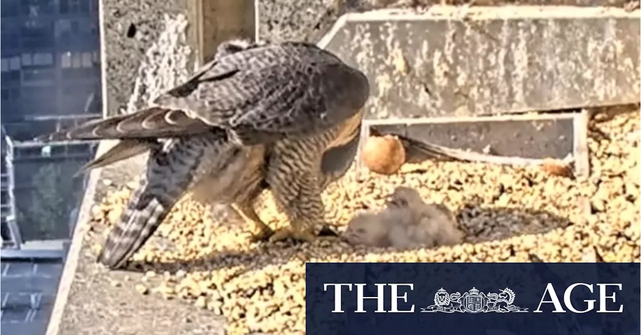 Two Peregrine Falcon Chicks Hatch in Melbourne Skyscraper