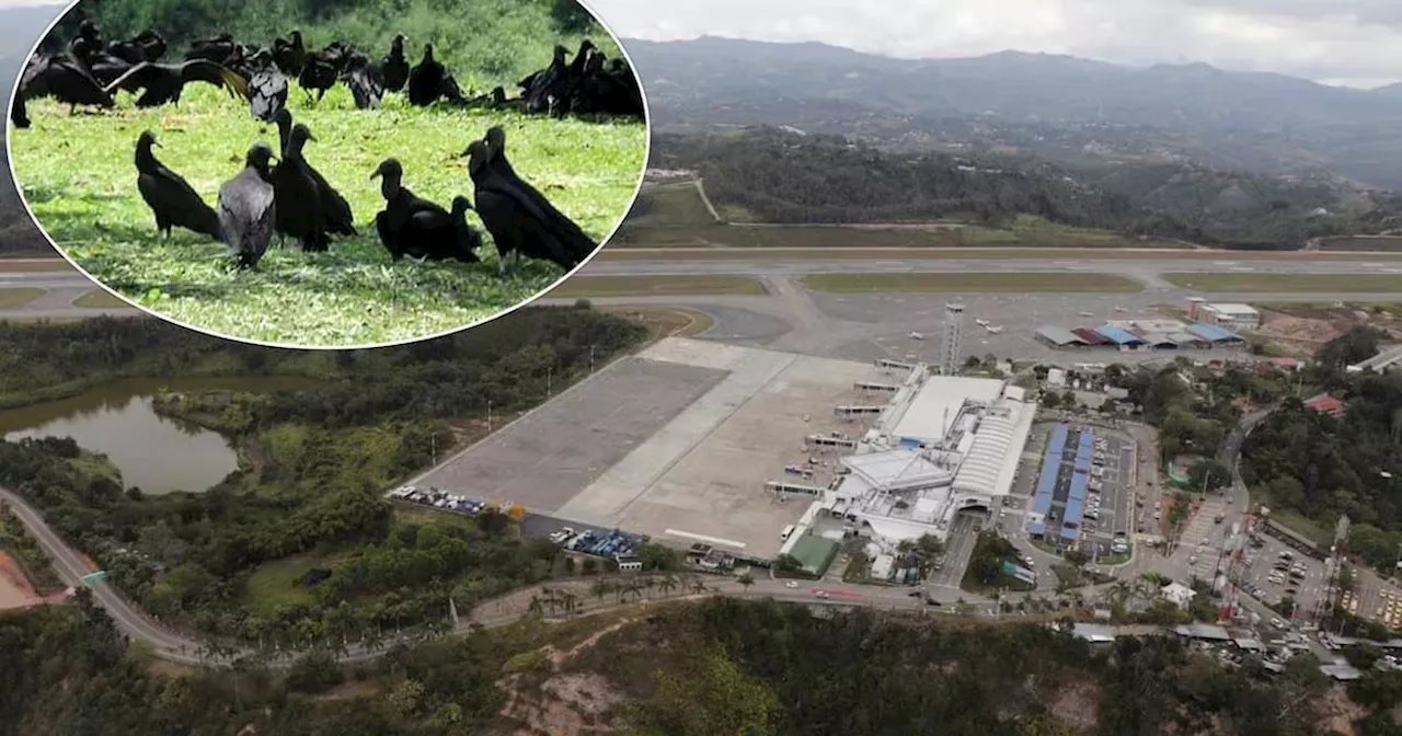 Aeropuerto Palonegro: Aerocivil reportó 229 colisiones con aves en una década