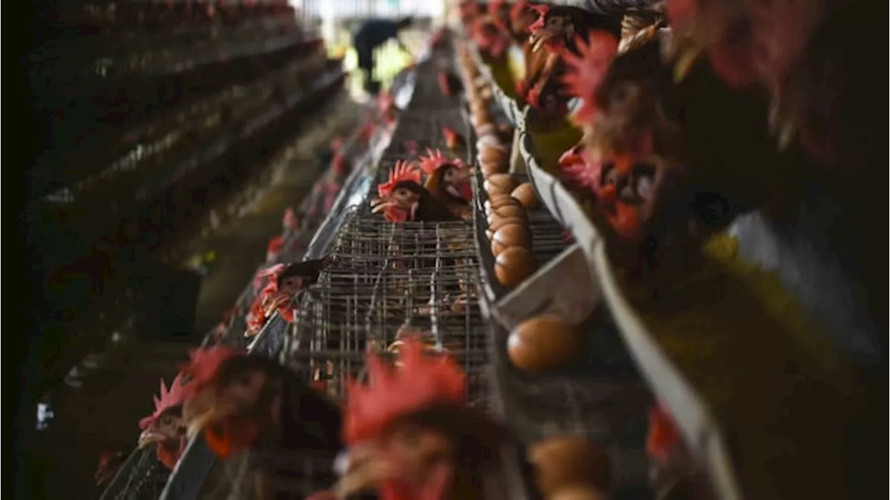 Atasi Oversupply Ayam, Peternak Mandiri Diminta Bentuk Asosiasi dan Pemerintah Bantu Promosi