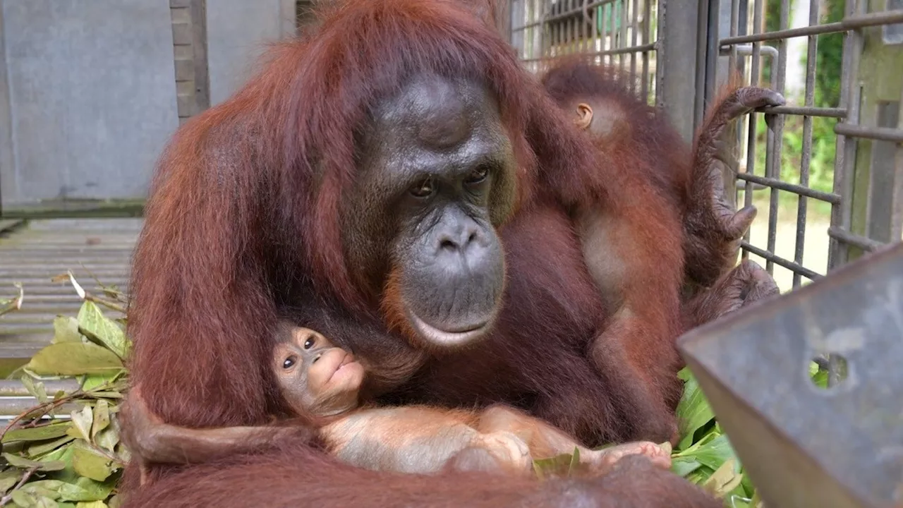 Tiere: Orang-Utan-Weibchen adoptiert Baby ihrer Freundin