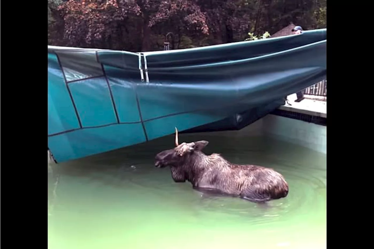 A moose was rescued from a swimming pool in New Hampshire