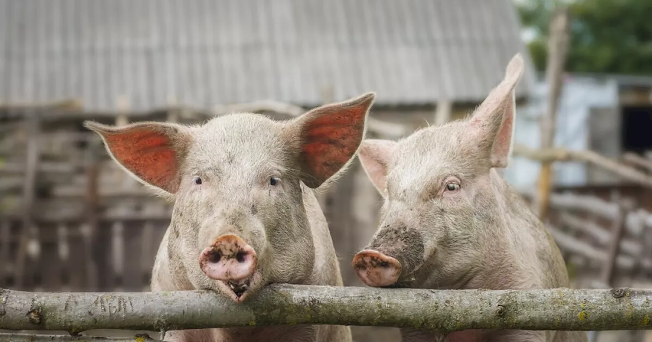 Bird flu identified in a pig for the first time in the US, officials say
