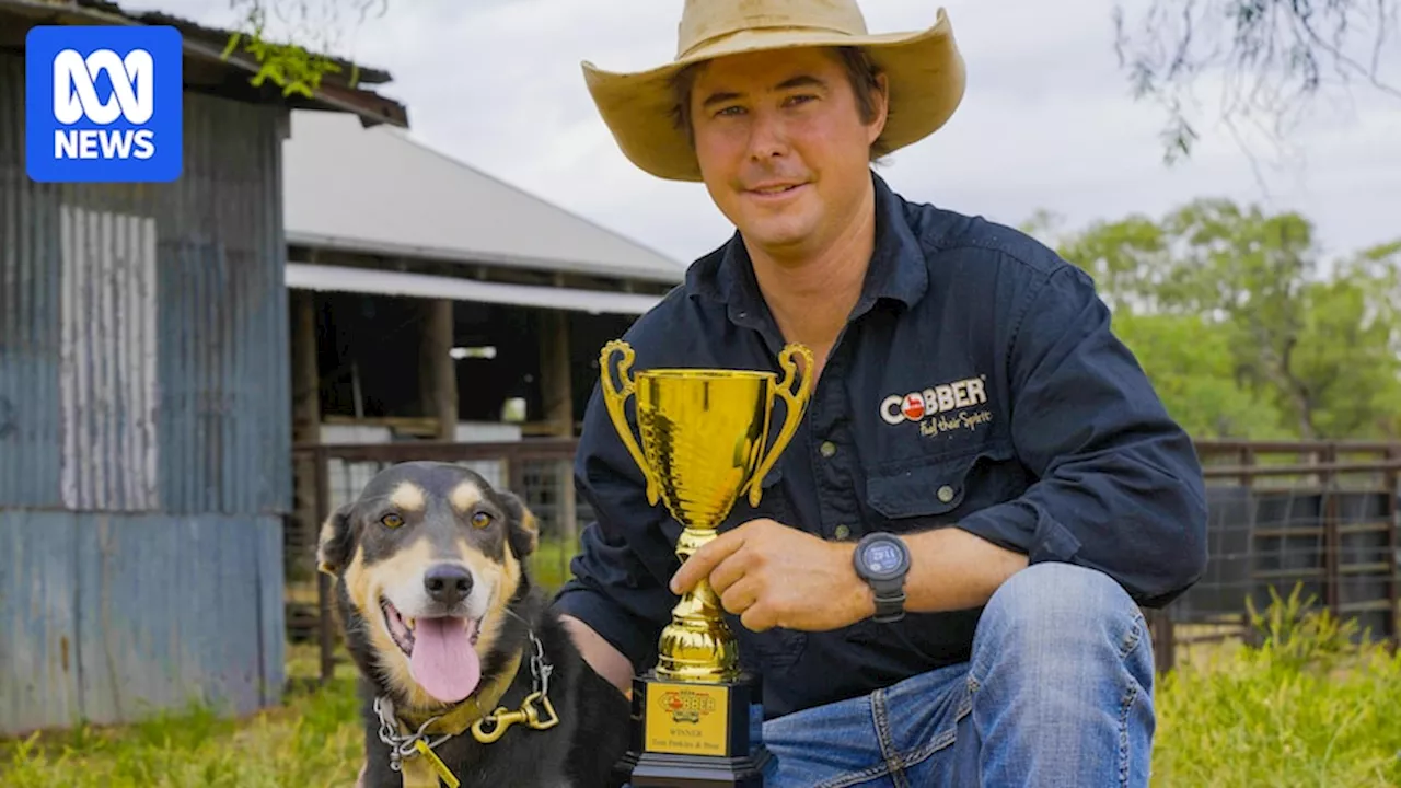 Bear the 'unwanted' kelpie blitzes national working dog challenge