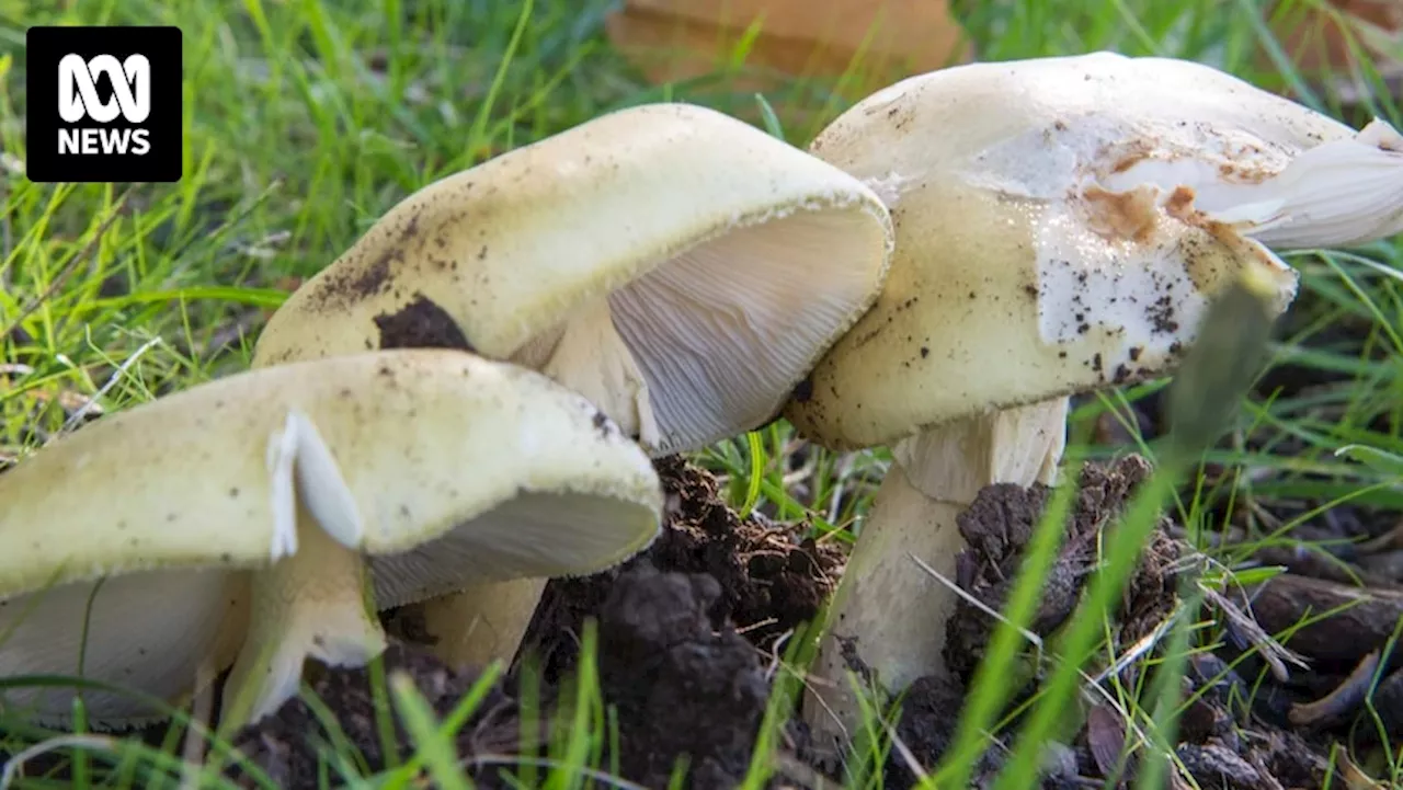 Warning issued after Victorian coroner finds elderly woman died from mushroom poisoning