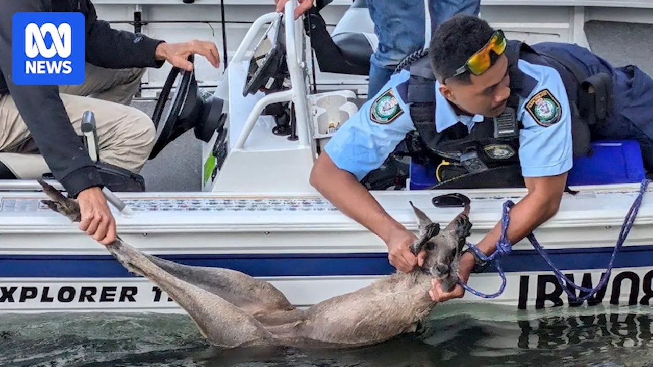 Young kangaroo rescued from Clyde River by police and fisherman