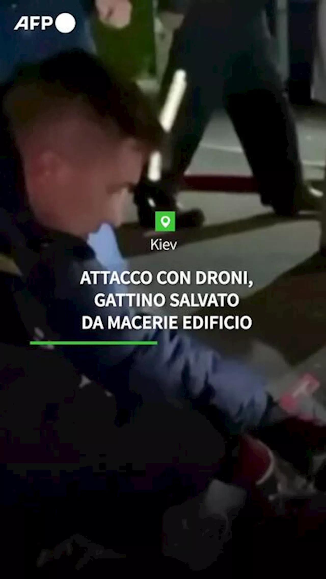 Attacco con droni, gattino salvato da macerie edificio