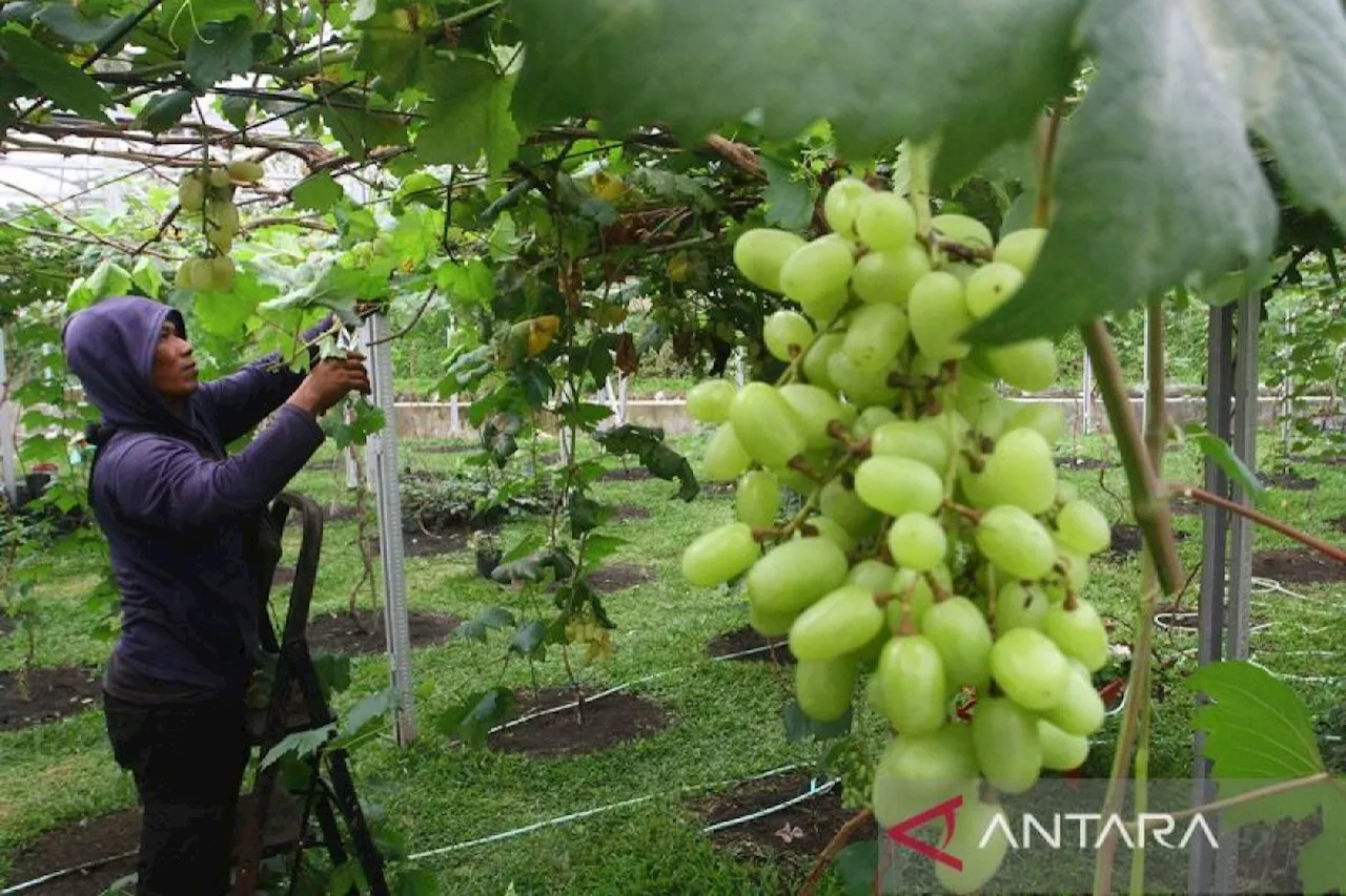 Bapanas investigasi kandungan residu peptisida pada anggur Muscat