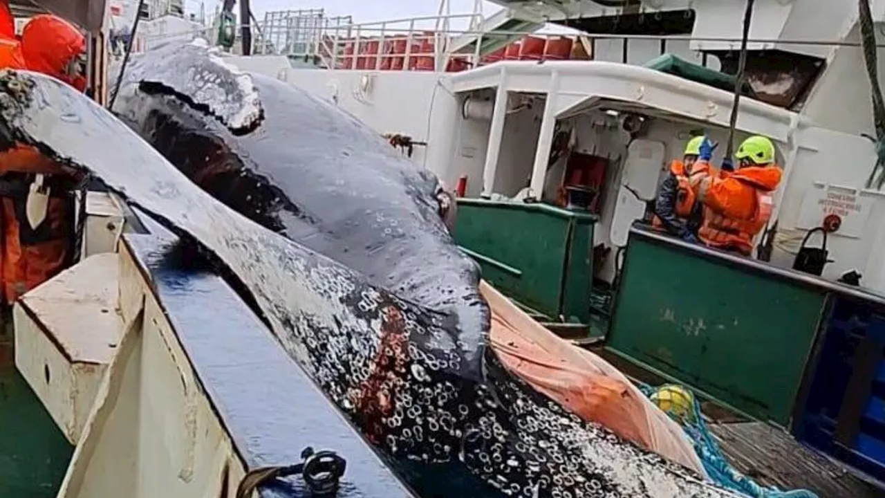 Whales die after getting stuck in fishing nets in Antarctica