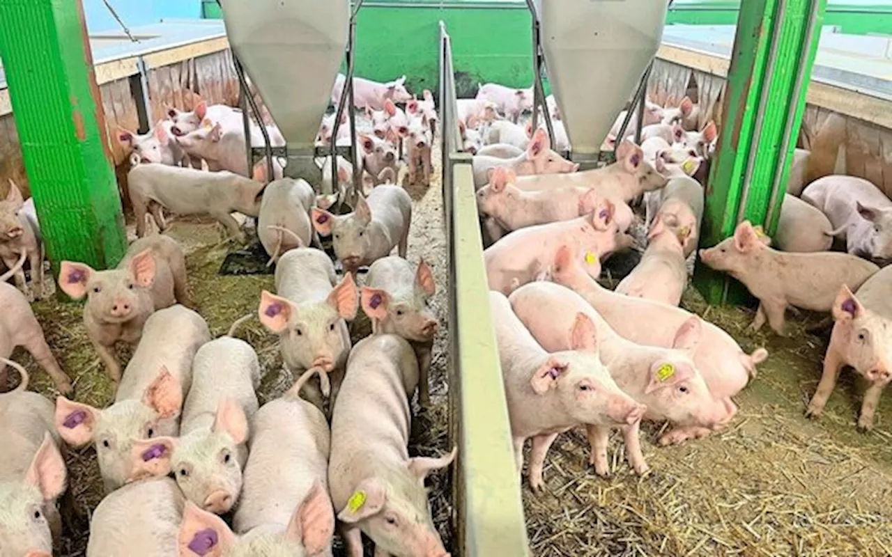 Mykotoxine führen zu Unruhe im Schweinestall