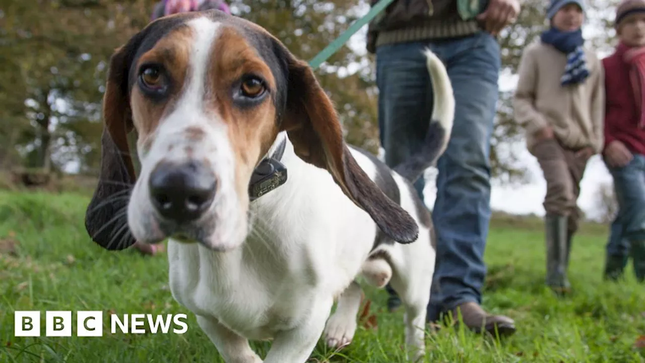 Nonsuch Park: Commercial dog walking licenses to be needed from 2025