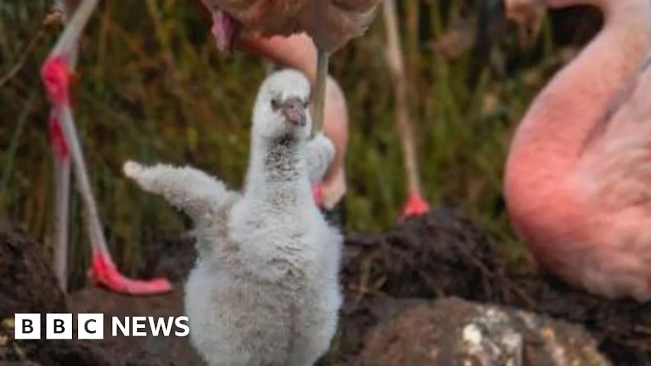 First flamingo chick in 18 years born at Manx wildlife park