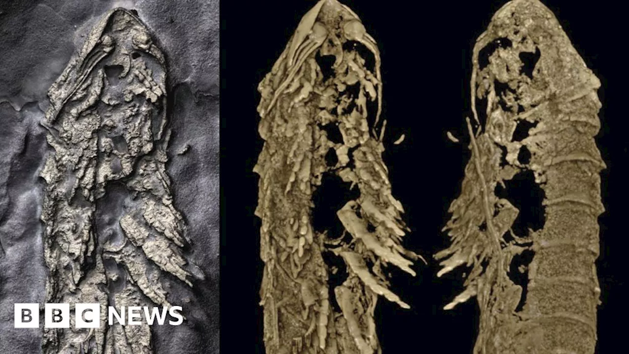 Spider relative fossil discovered preserved in 3D in fool's gold