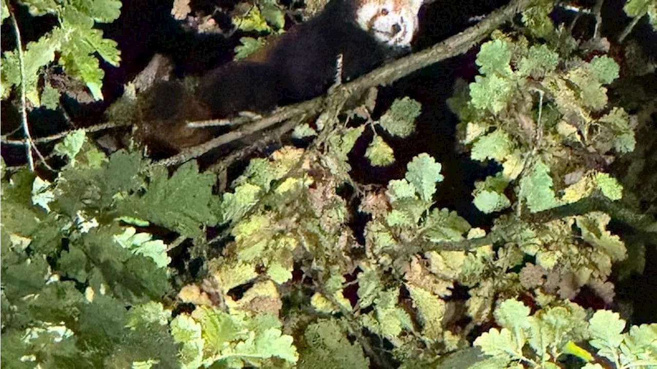 Flucht aus dem Tierpark Kleve: Feuerwehr fängt Panda-Bärin Kamala wieder ein