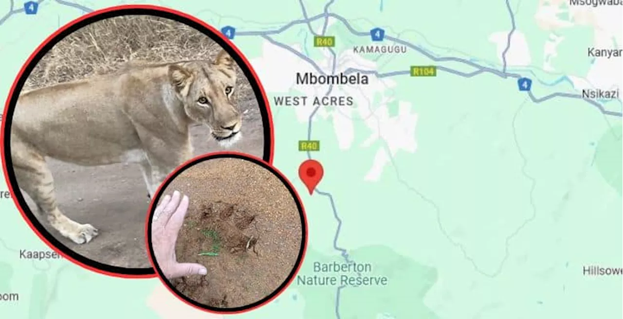 Lions spotted between Mbombela and Barberton still not found