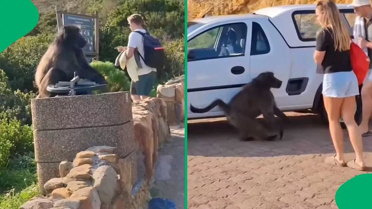 Cape Town Baboon's Hilarious Heist Leaves Mzansi in Stitches, SA Jokes: 'Catch That Thief'