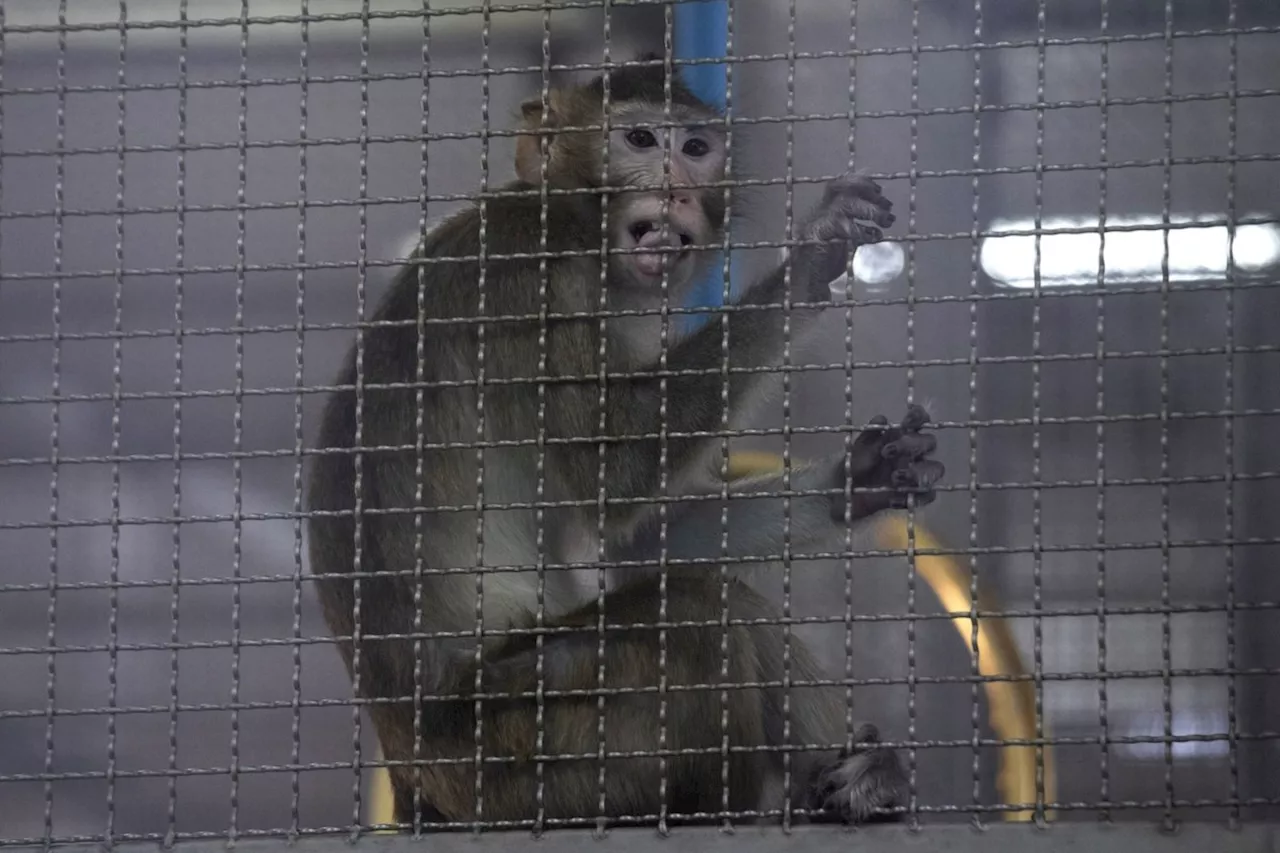 Ottawa urged to halt imports of endangered monkeys for drug testing, amid U.S. probe