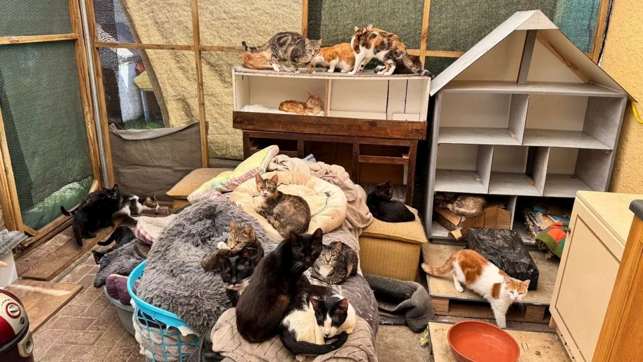 SPCA inspectors seize 63 cats and 8 rabbits from rescue centre