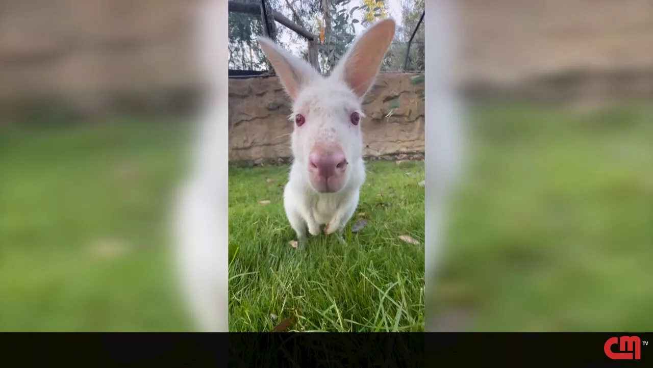 Este canguru albino chama-se “Fantasma Amigável” e está a celebrar o Halloween