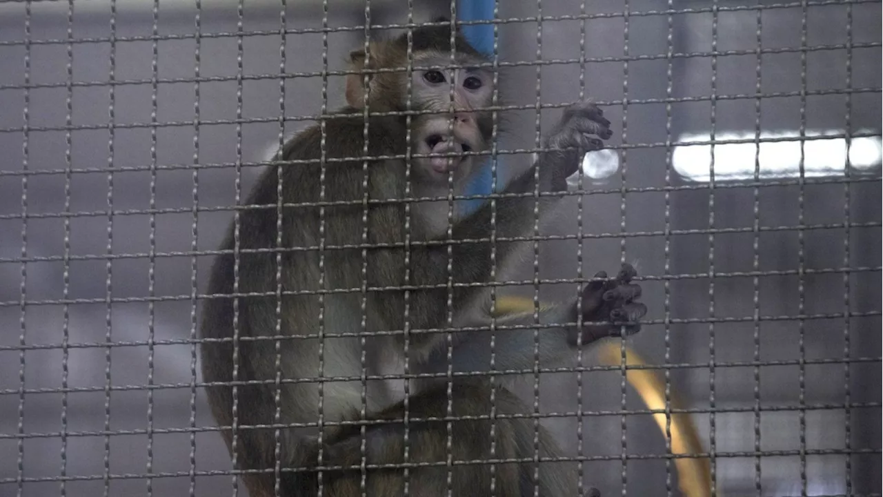 Ottawa urged to halt imports of endangered monkeys for drug testing, amid U.S. probe