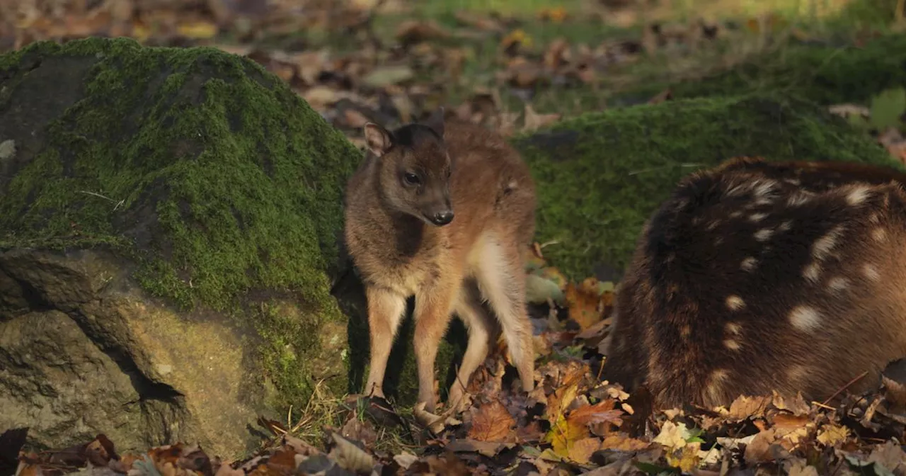 Edinburgh Zoo shares photos of newborn rare endangered Visayan spotted deer