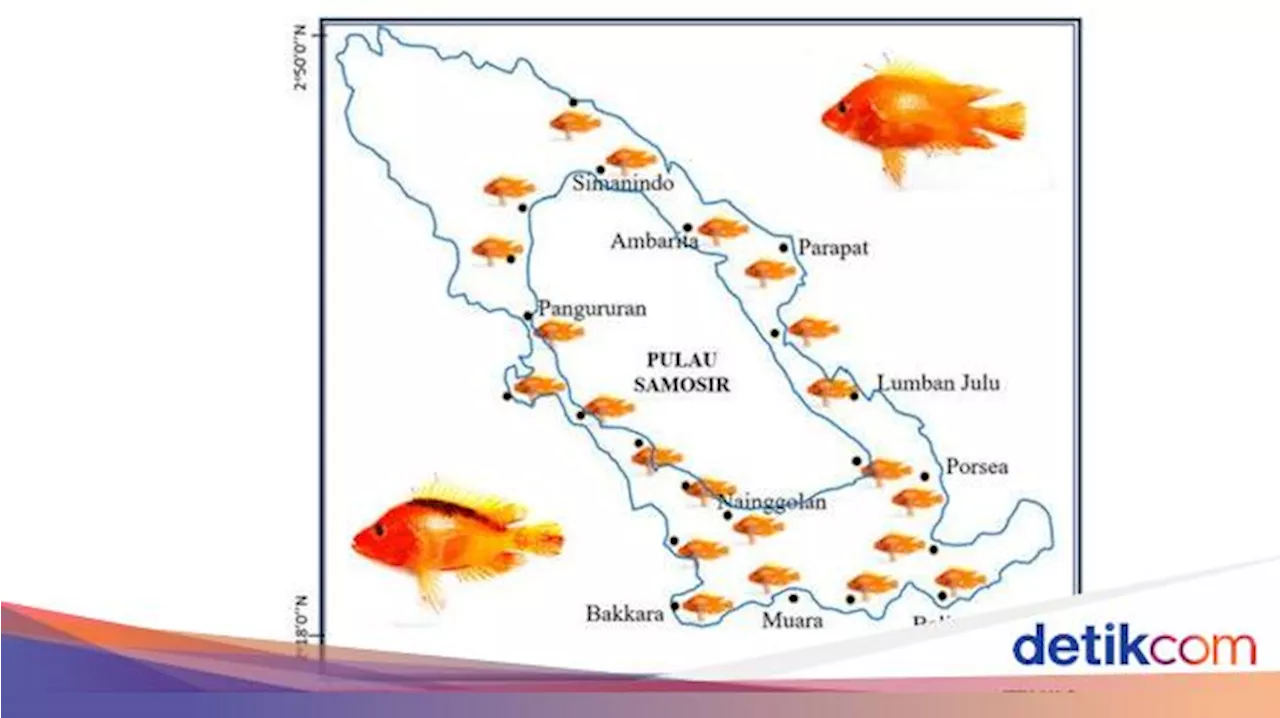 Populasi Ikan Invasif Red Devil Meledak di Danau Toba, Aslinya Berasal dari Nikaragua