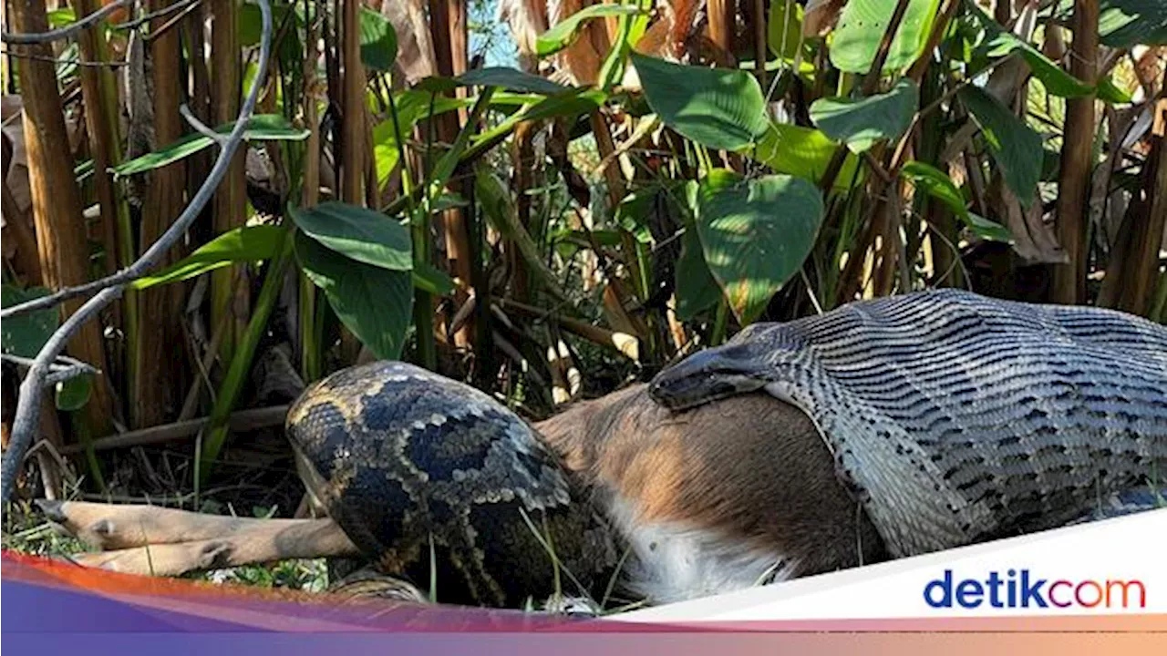 Ular Piton Dapat Menelan Buaya dan Rusa Utuh, Kok Bisa Ya?