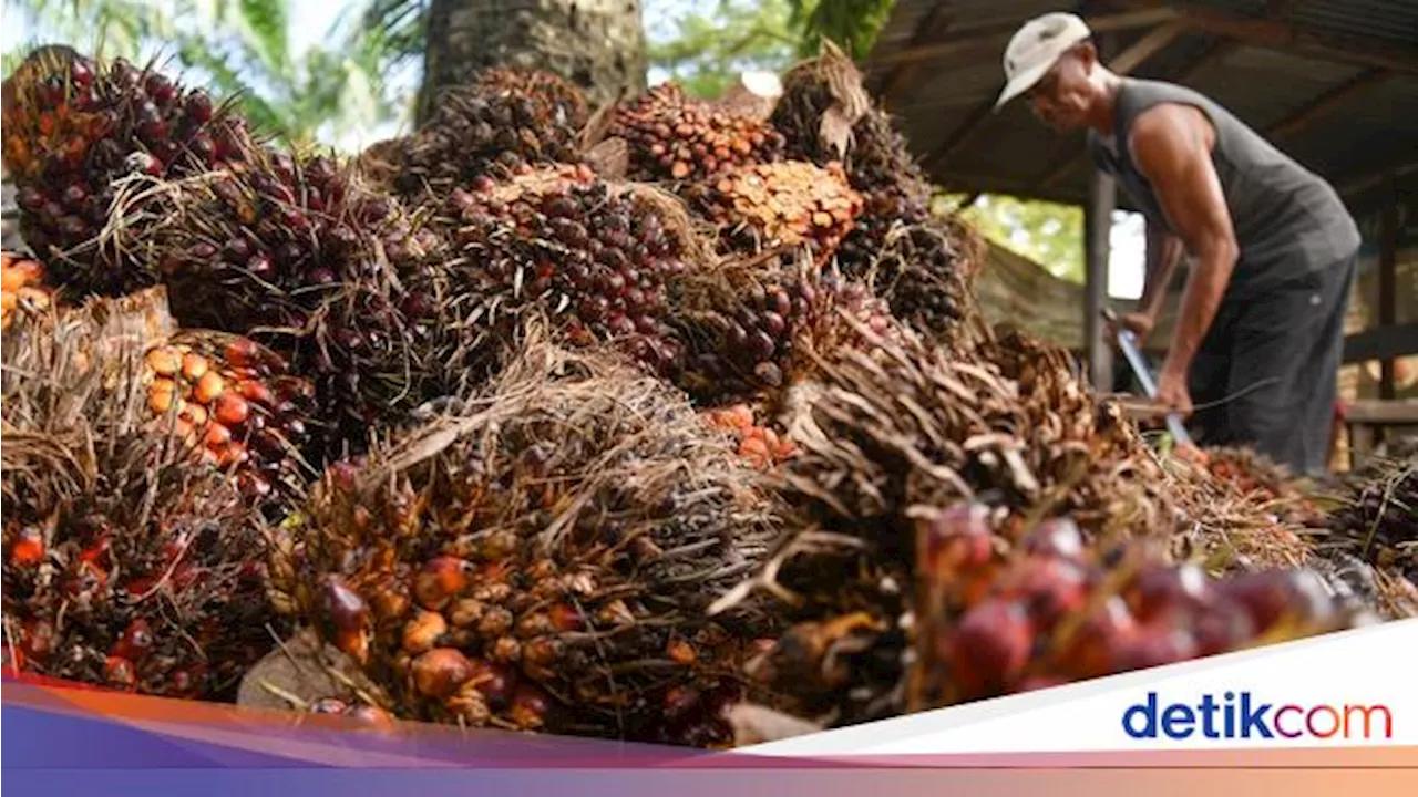 537 Pengusaha Sawit Tak Punya HGU, Bagian dari Pengemplang Pajak Rp 300 T?