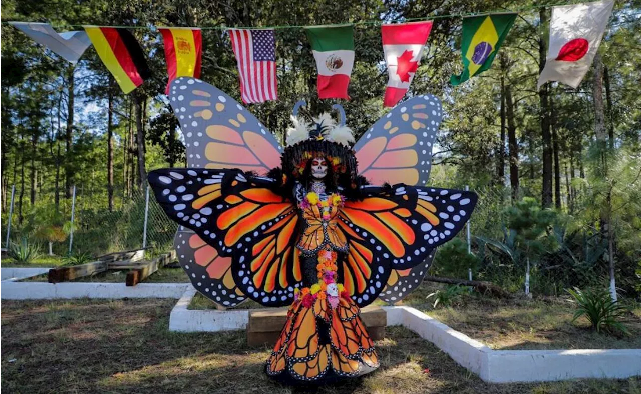 Llegan Mariposas Monarca a Michoacán; el estado se reporta listo para celebrar la “Noche de Muertos”