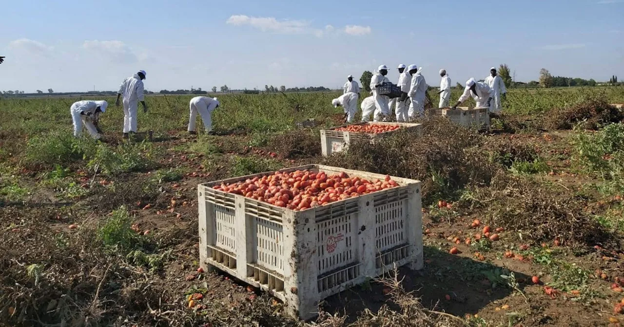 Caporalato, blitz in 109 aziende da Nord a Sud: “C’erano braccianti irregolari in una su…