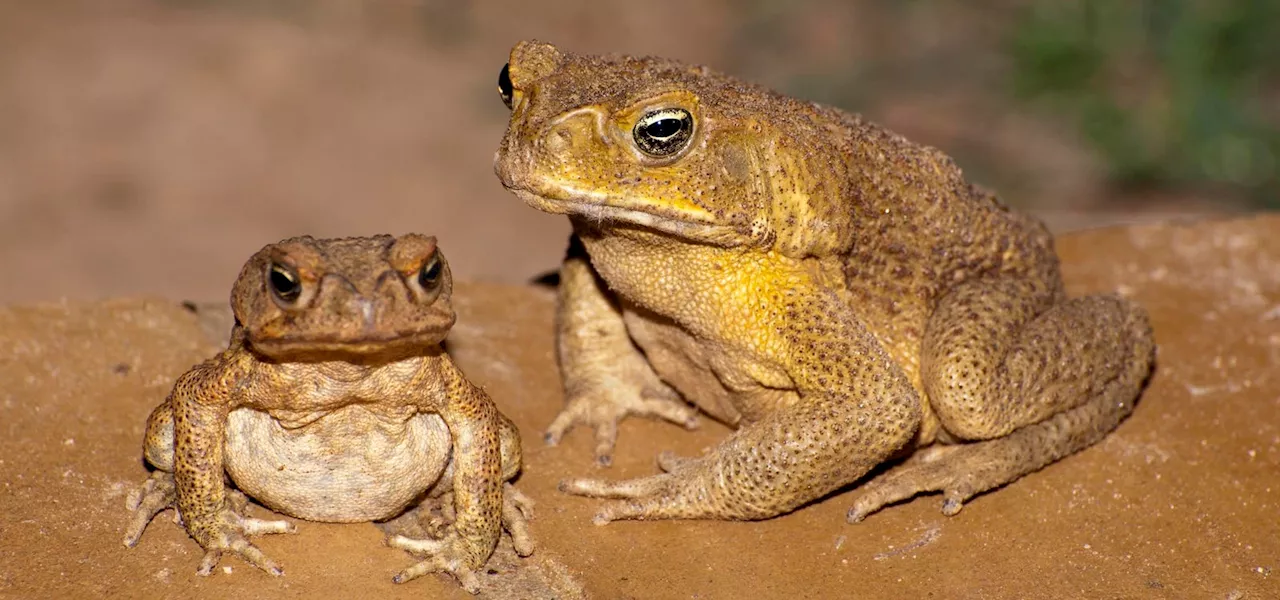 How One Toad Disrupted An Entire Ecosystem—And Ignited A Yearly Purge