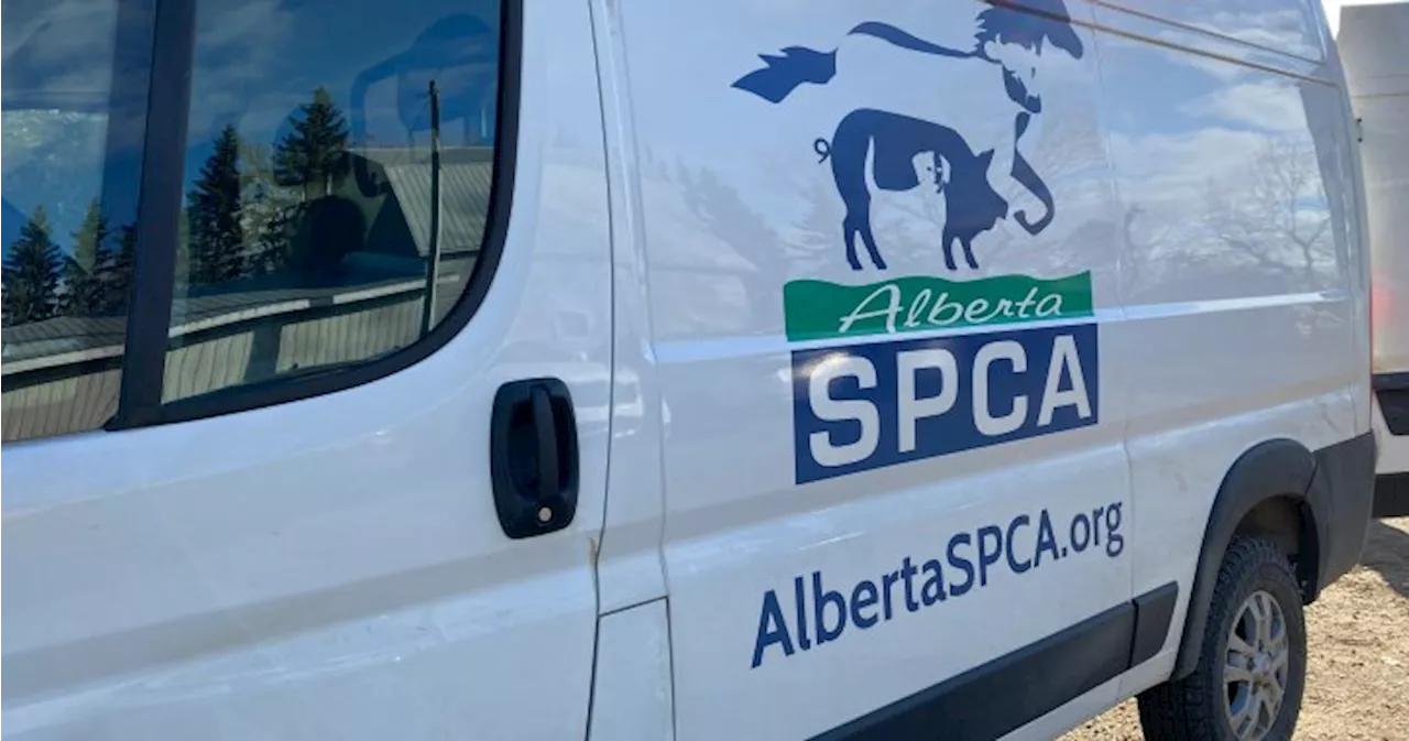 Alberta SPCA animal care costs reach $1M in 2024