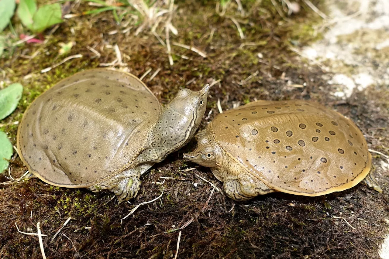 Softshell turtle has most distinct evolutionary history among Canadian species, study finds