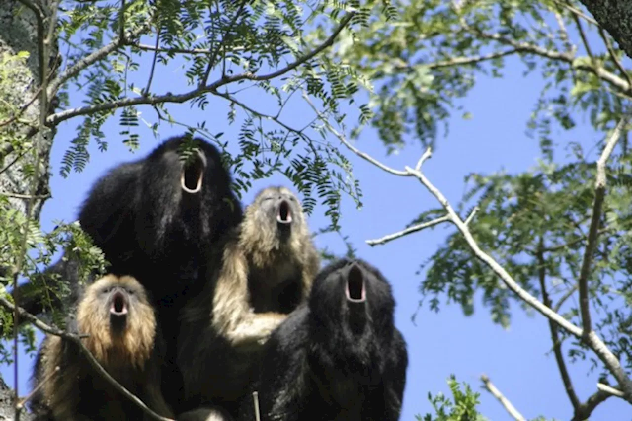 Belgische toerist volgt een aap die hij wil fotograferen en raakt urenlang verdwaald in Mexicaanse jungle