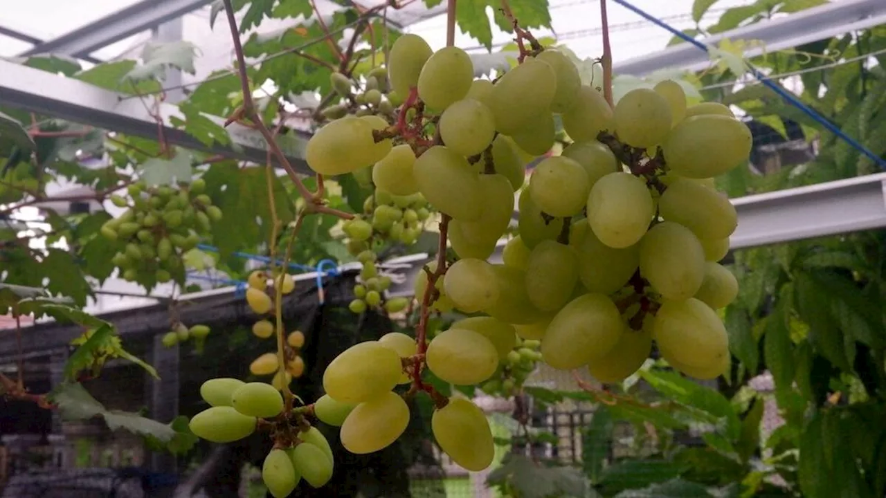 Bahaya Anggur Shine Muscat Masih Diselidiki, Batasi Konsumsinya