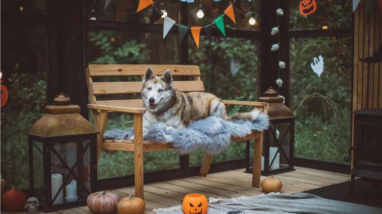  Halloween: So entspannt sich dein Hund zum Gruselfest