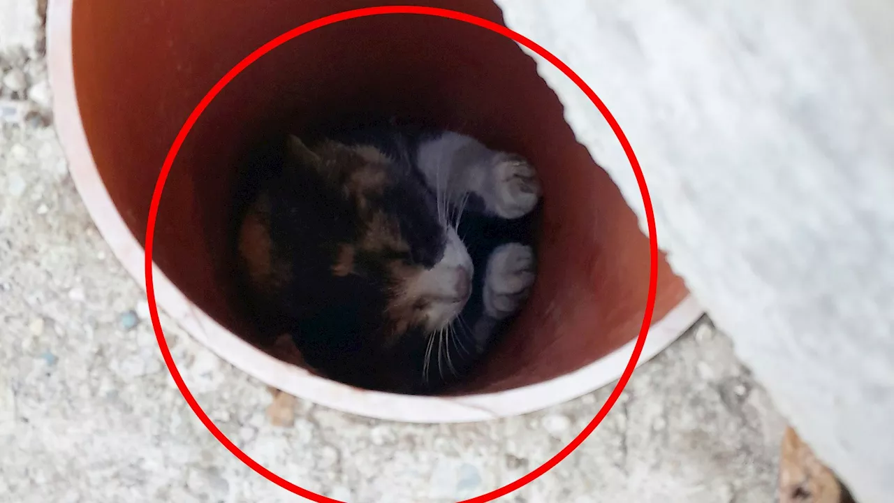 Tierischer Einsatz! Katze in Plastikrohr gefangen