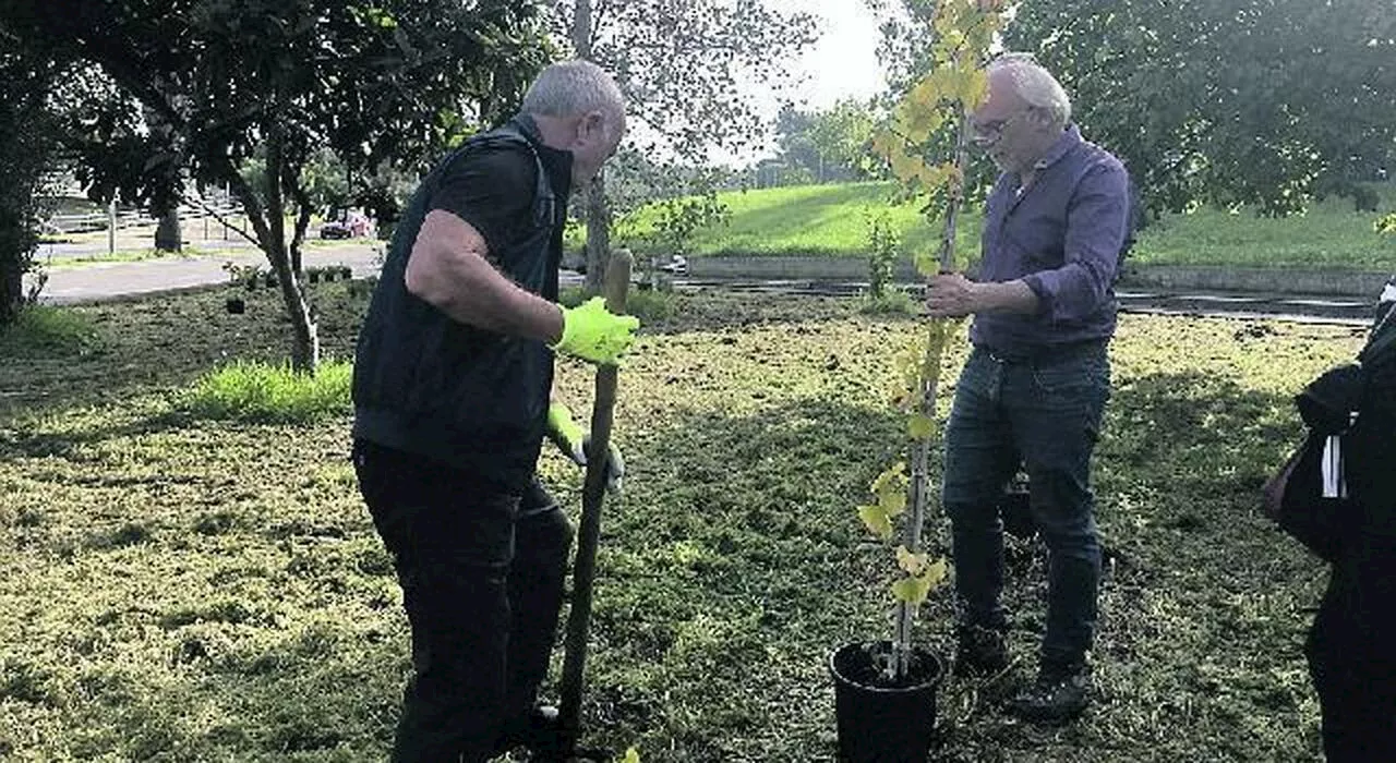 Colosseo, i residenti piantano nuovi alberi per combattere il degrado