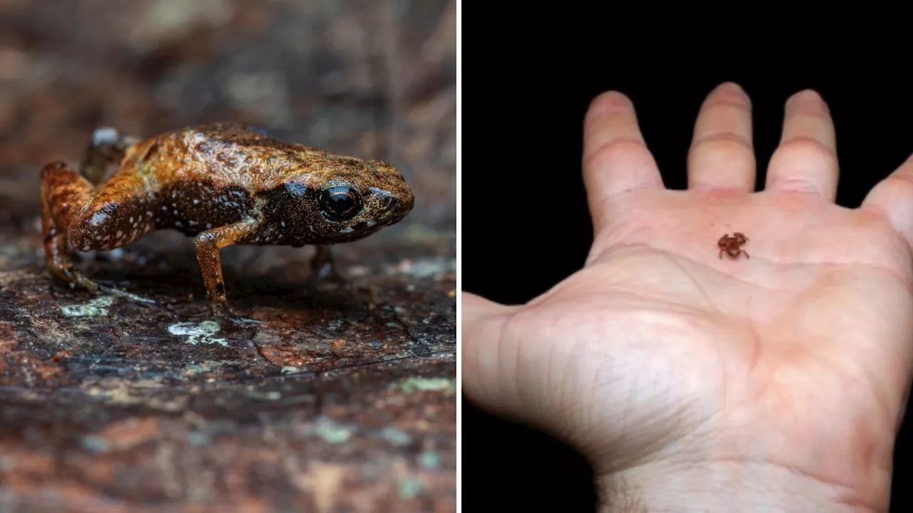 6.95 mm toad: World’s second-smallest vertebrate discovered in Brazil