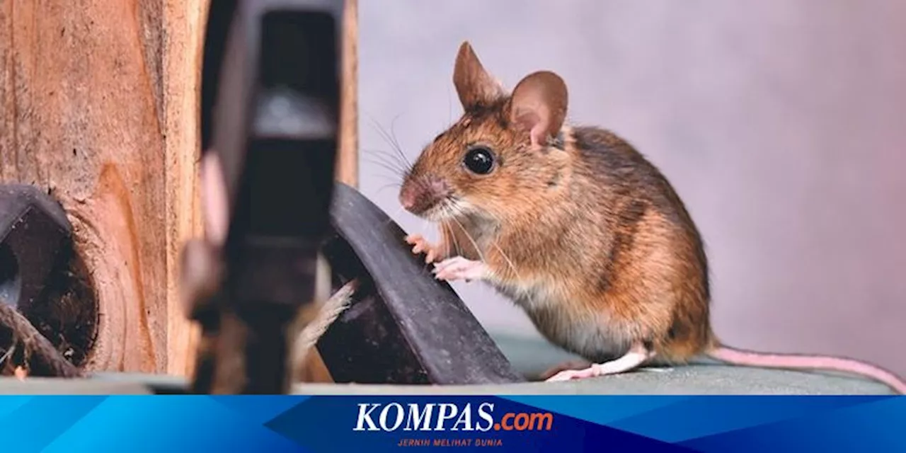 Cara Membasmi Hama dari Dapur Selamanya, dari Tikus hingga Semut