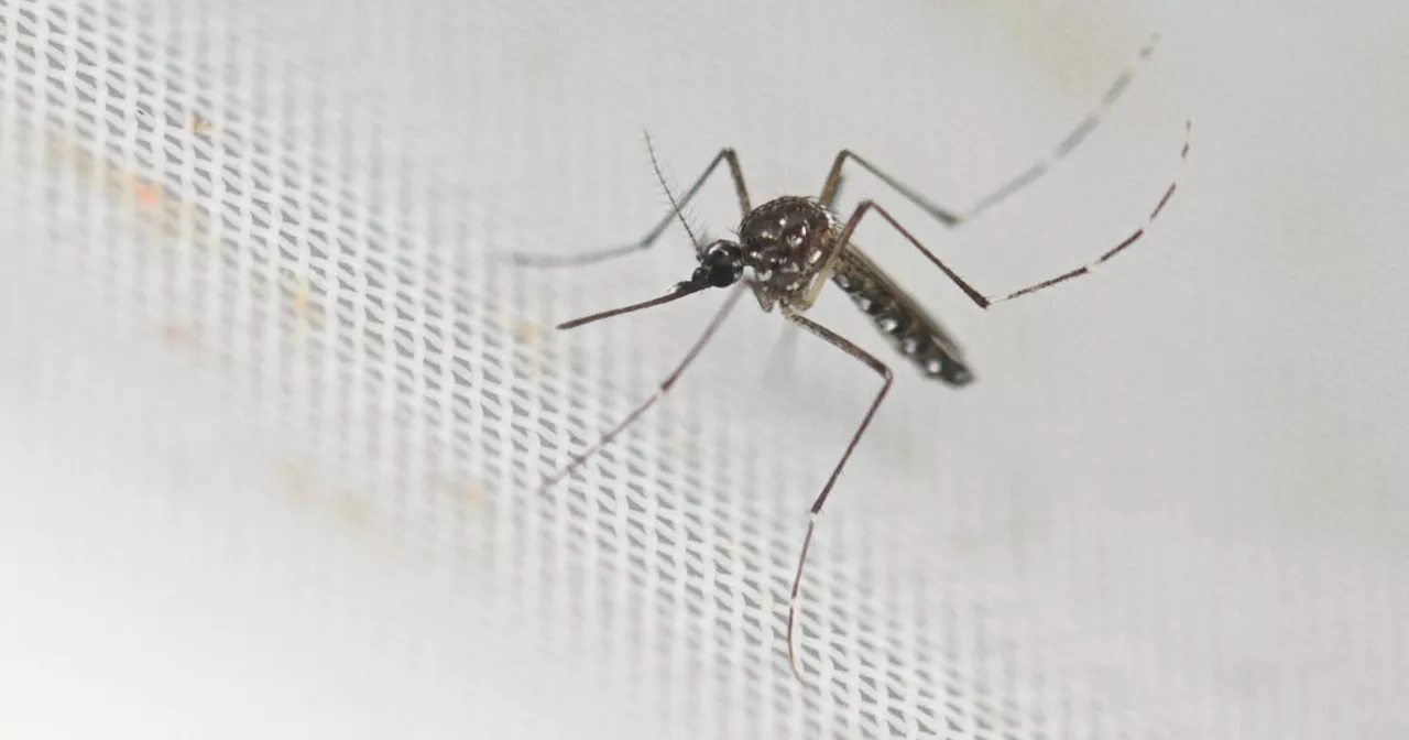 Invasive mosquito gains ground in Santa Clara Co. despite eradication efforts