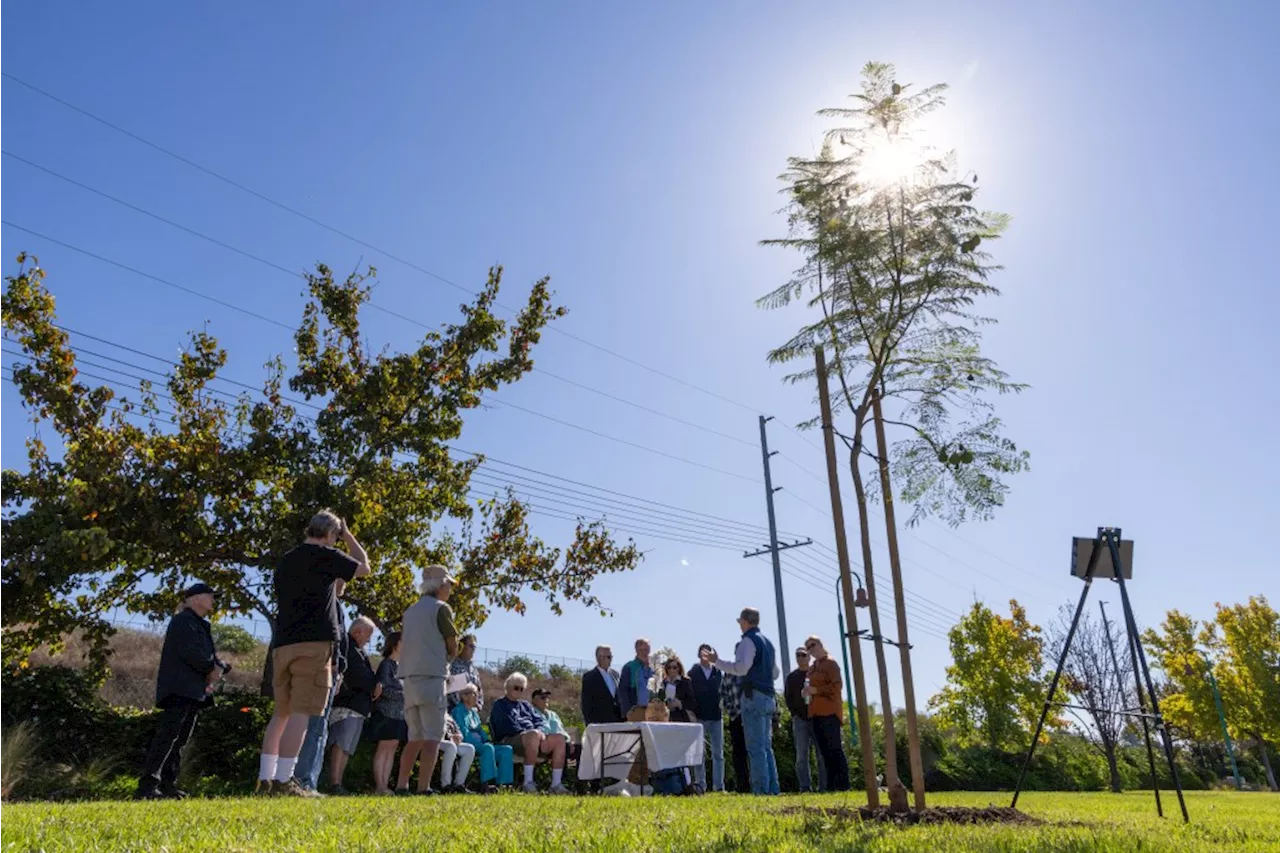 Jacaranda tree dedicated to the memory of San Pedro’s Chuck Hart